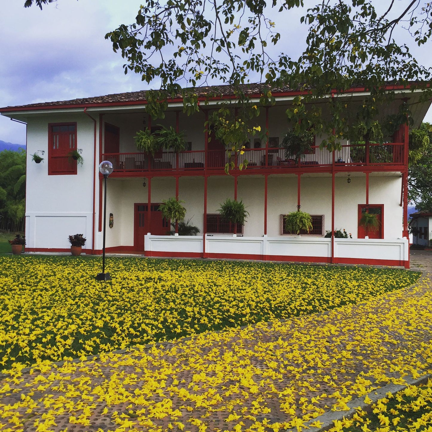 Bruselas Pink Bourbon | Colombia